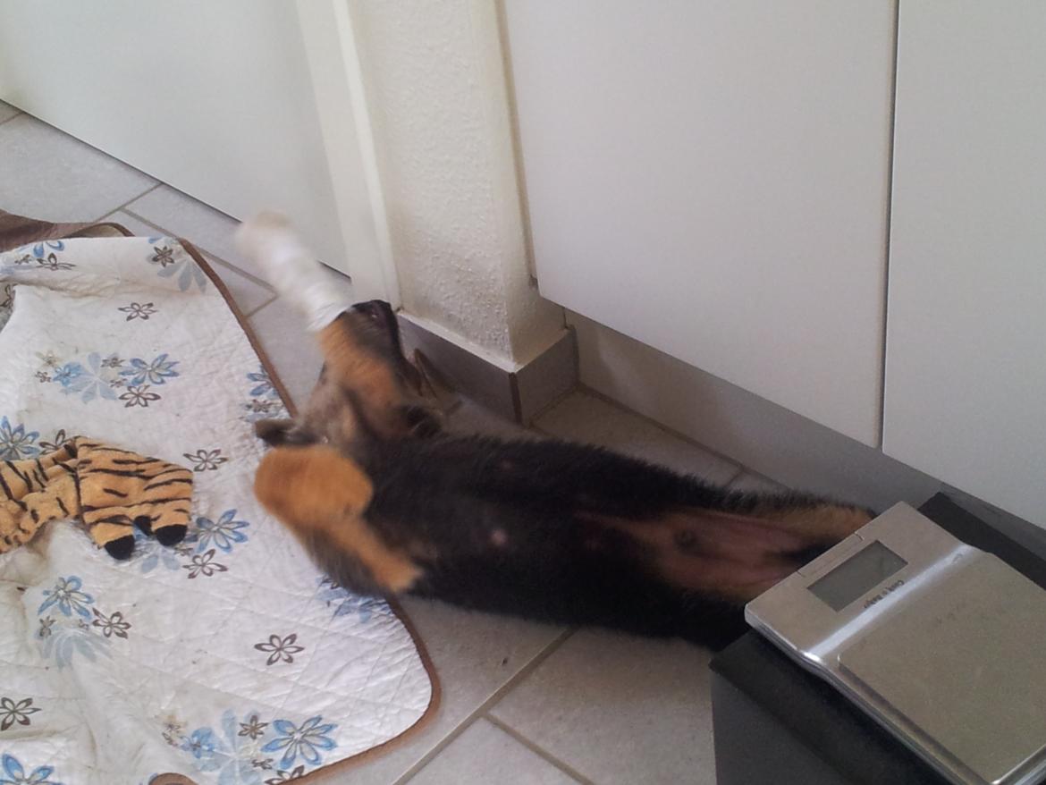 Schæferhund lucifer billede 3