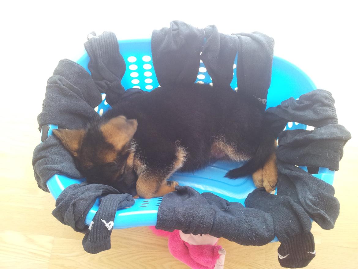 Schæferhund lucifer billede 4