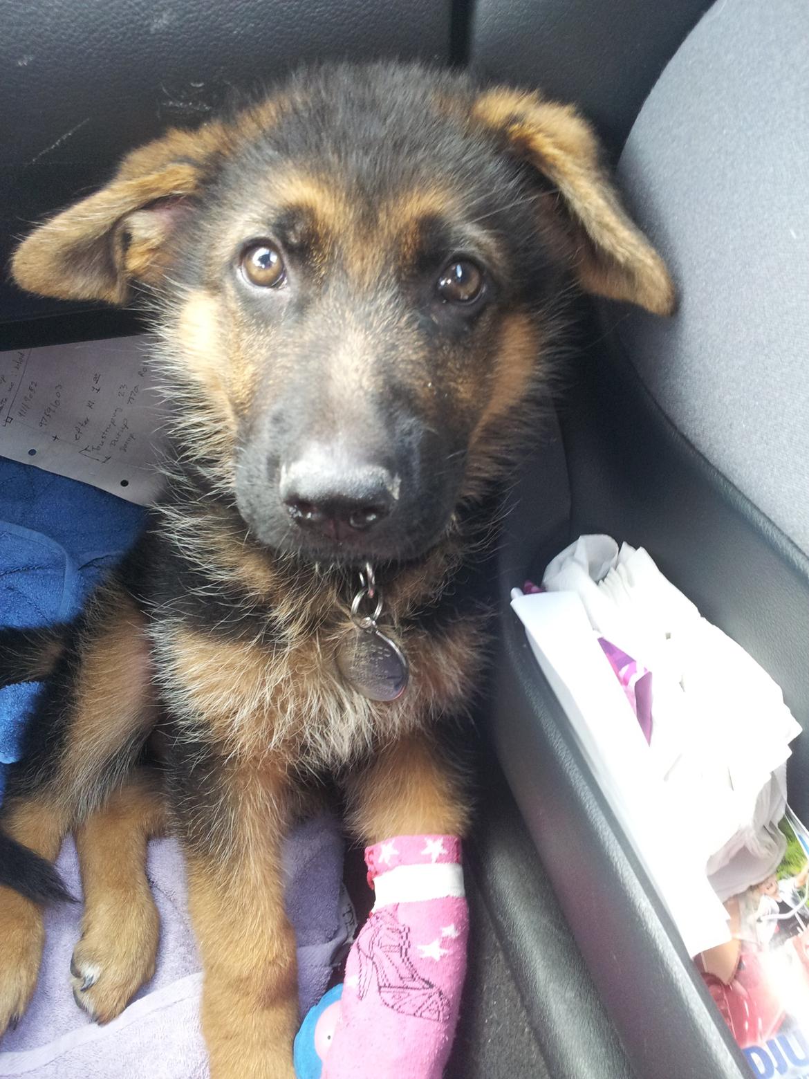 Schæferhund lucifer billede 5