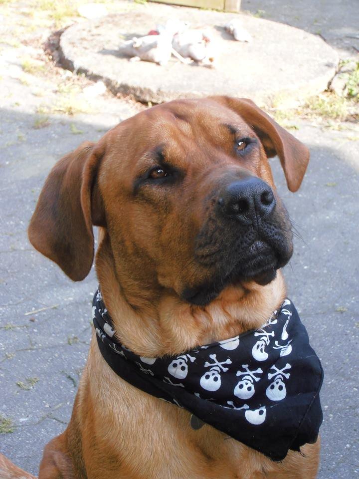 Blanding af racer Yoshi - Velkommen til min profil billede 1