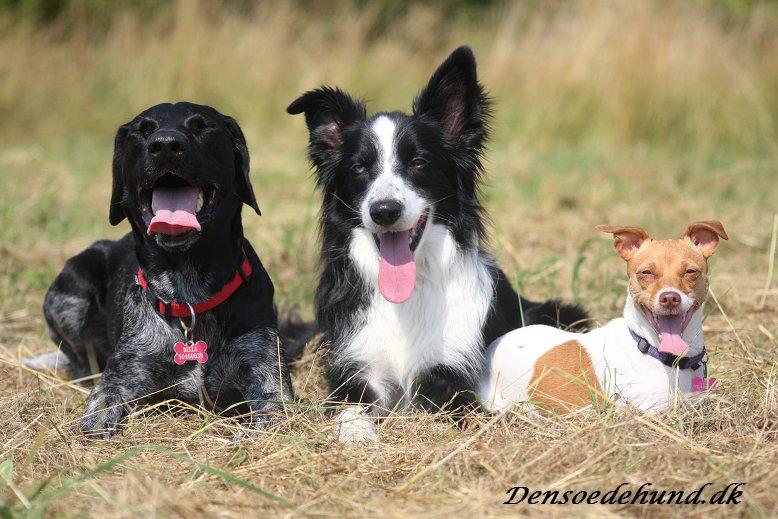 Border collie Celtic - Mig sammen med min storesøster Bella til højre og min lillesøster Lulu til venstre. billede 2