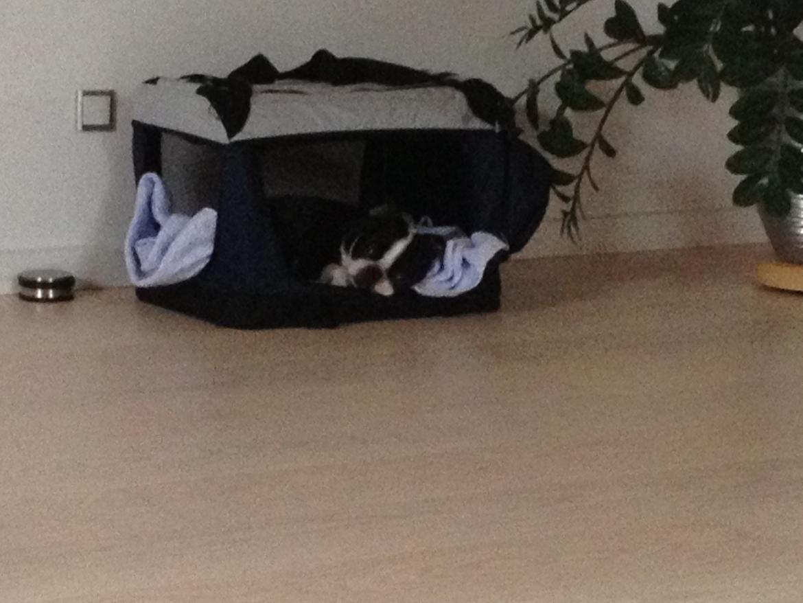 Boston terrier Buddie (Fyrhøj Giano) billede 15