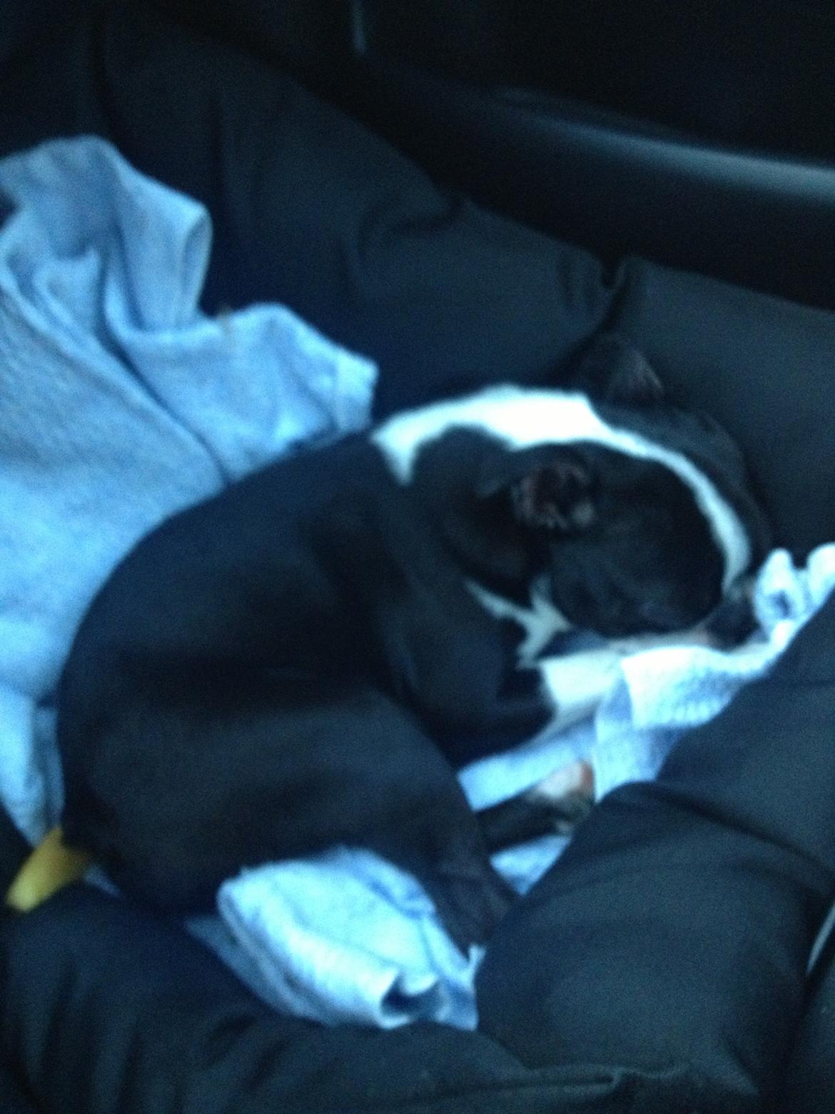 Boston terrier Buddie (Fyrhøj Giano) billede 16