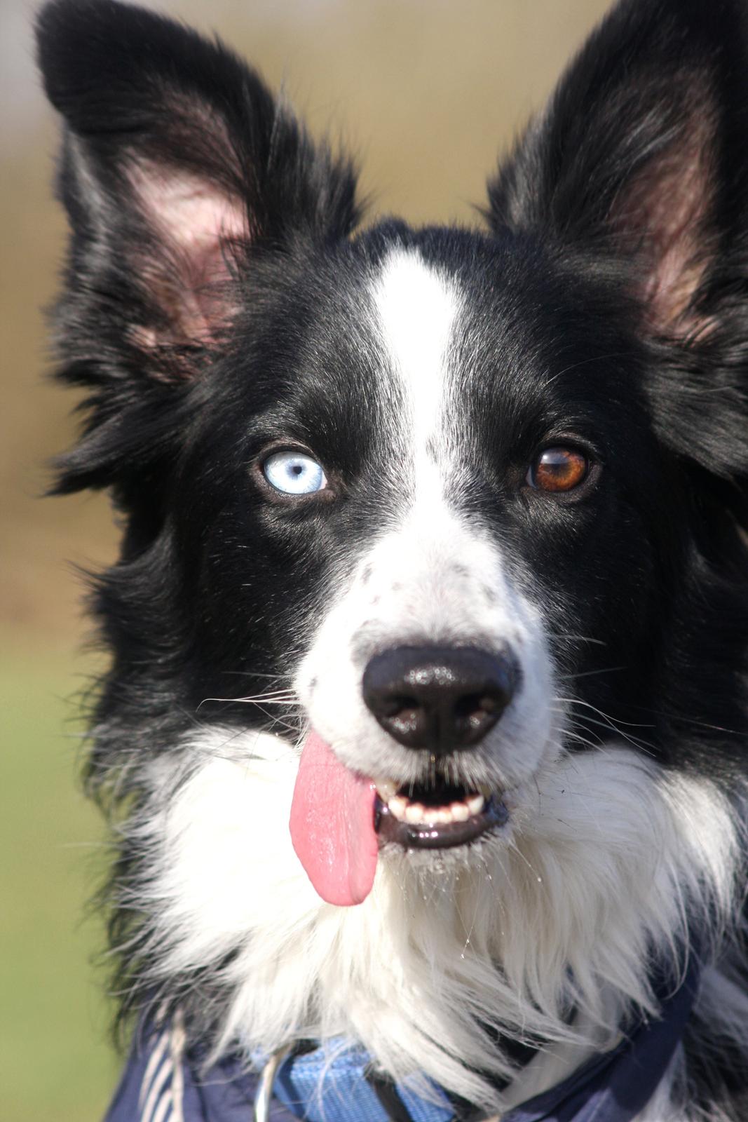 Border collie Celtic billede 5