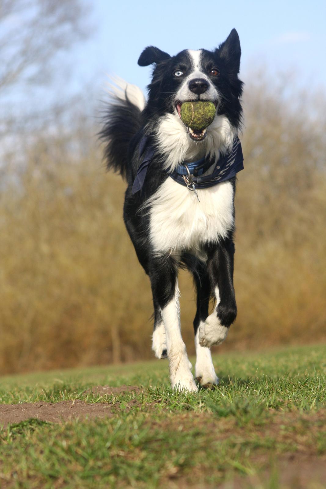 Border collie Celtic billede 6