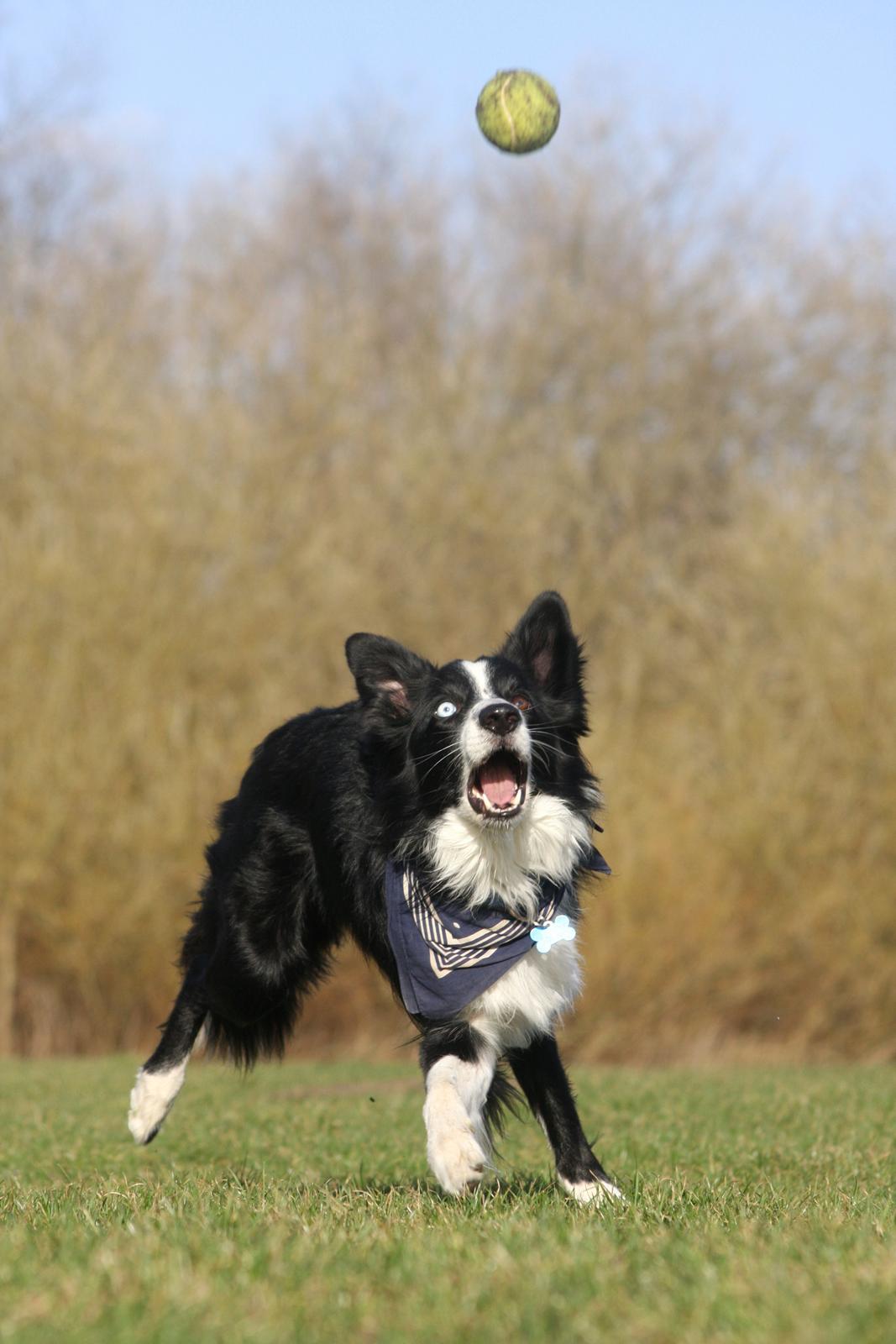 Border collie Celtic billede 10