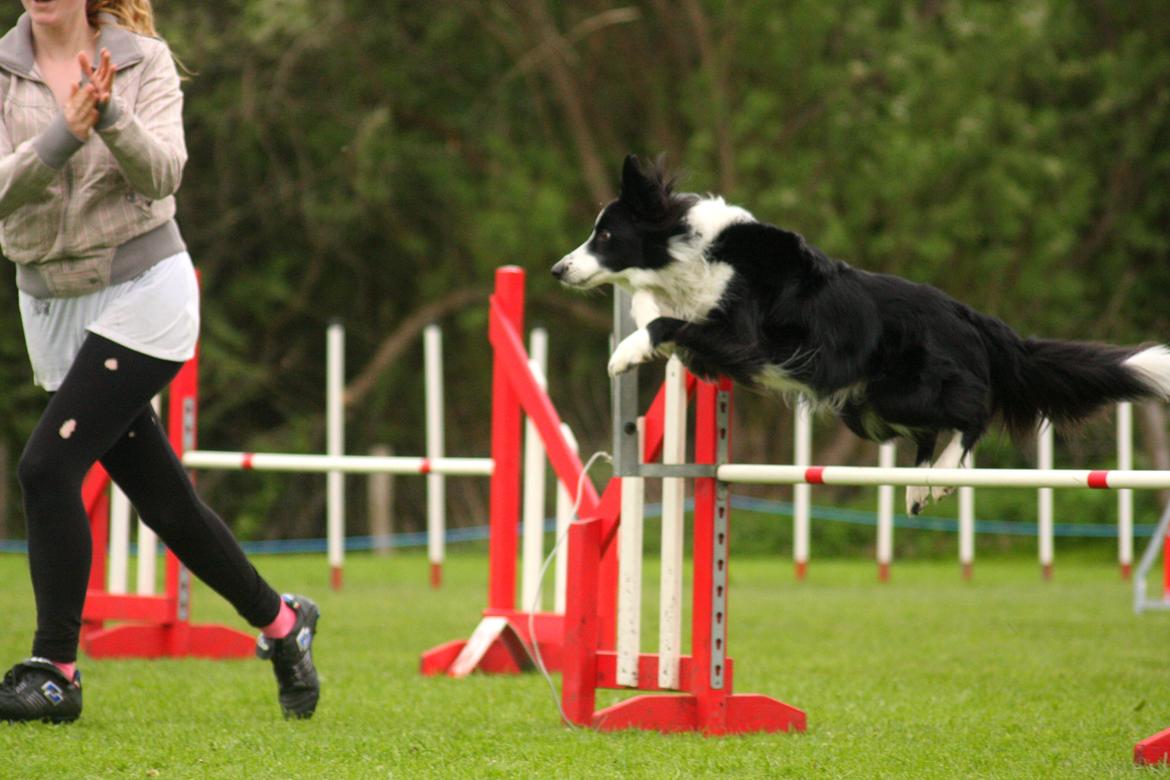 Border collie Celtic - Mig til min første agilitystævne :)  billede 11