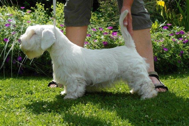 Sealyham terrier Sojus Scilla Siberica "NaNa" - Nana 6 mdr.  billede 2