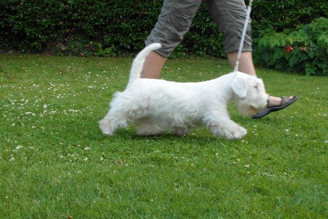 Sealyham terrier Sojus Scilla Siberica "NaNa" - Nana 6½ mdr. billede 11