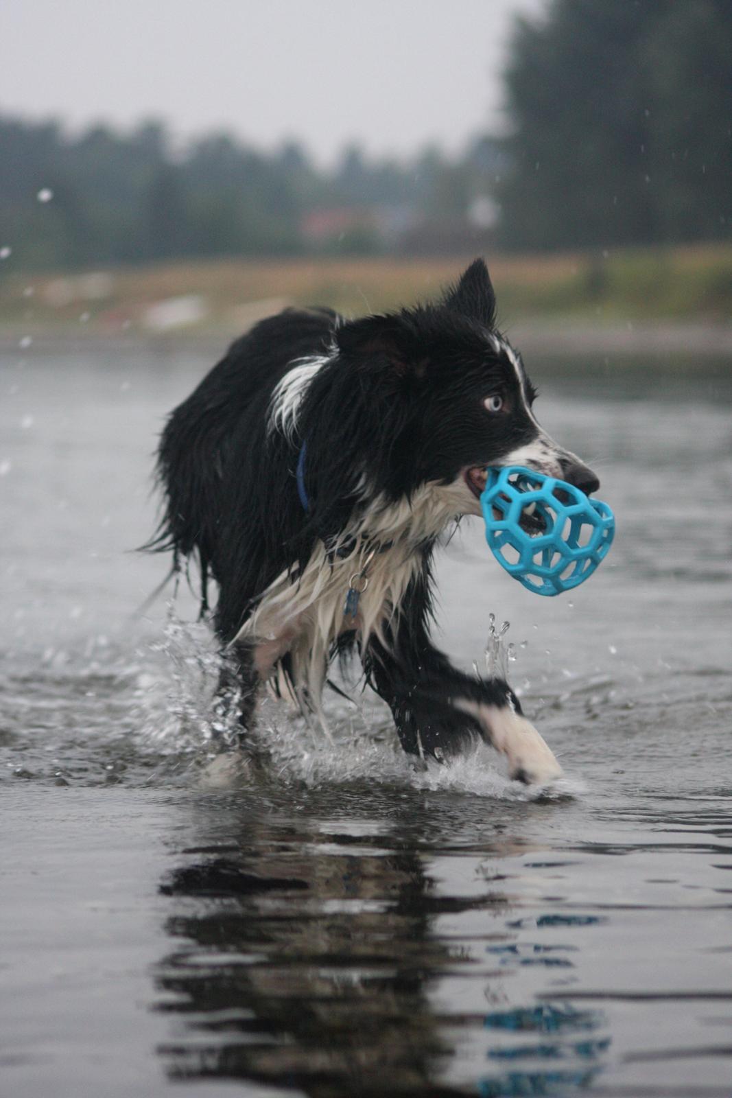 Border collie Celtic billede 13