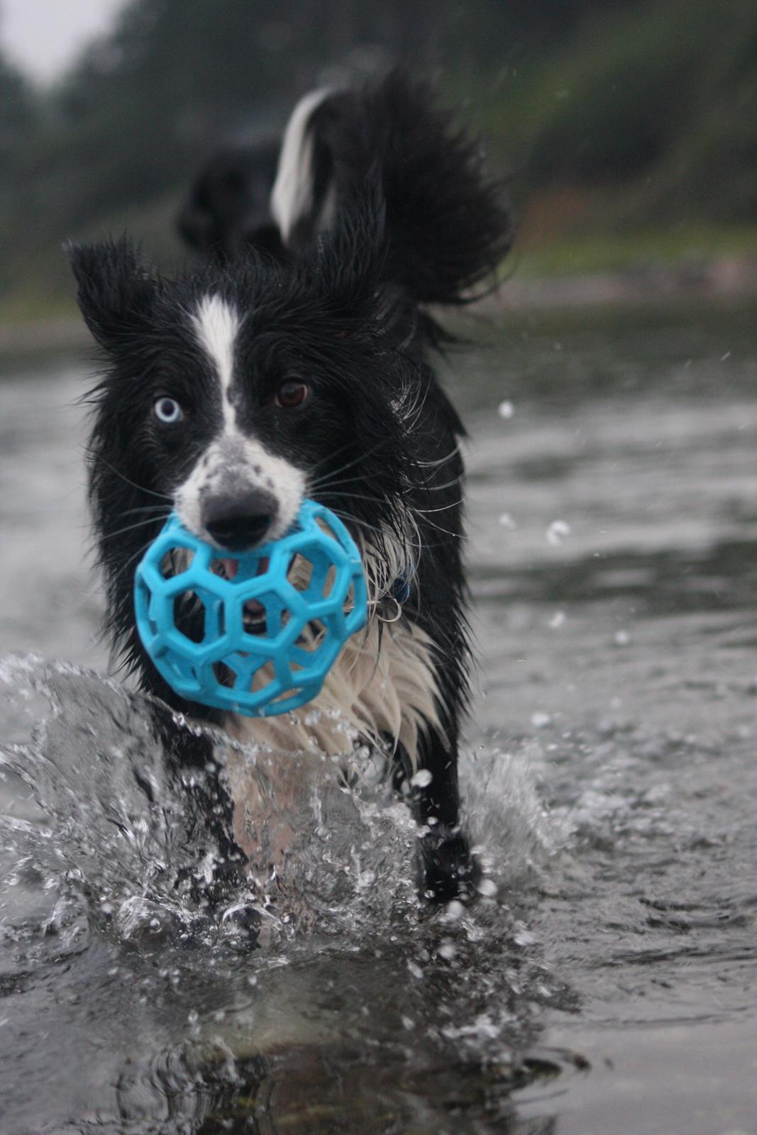 Border collie Celtic billede 14