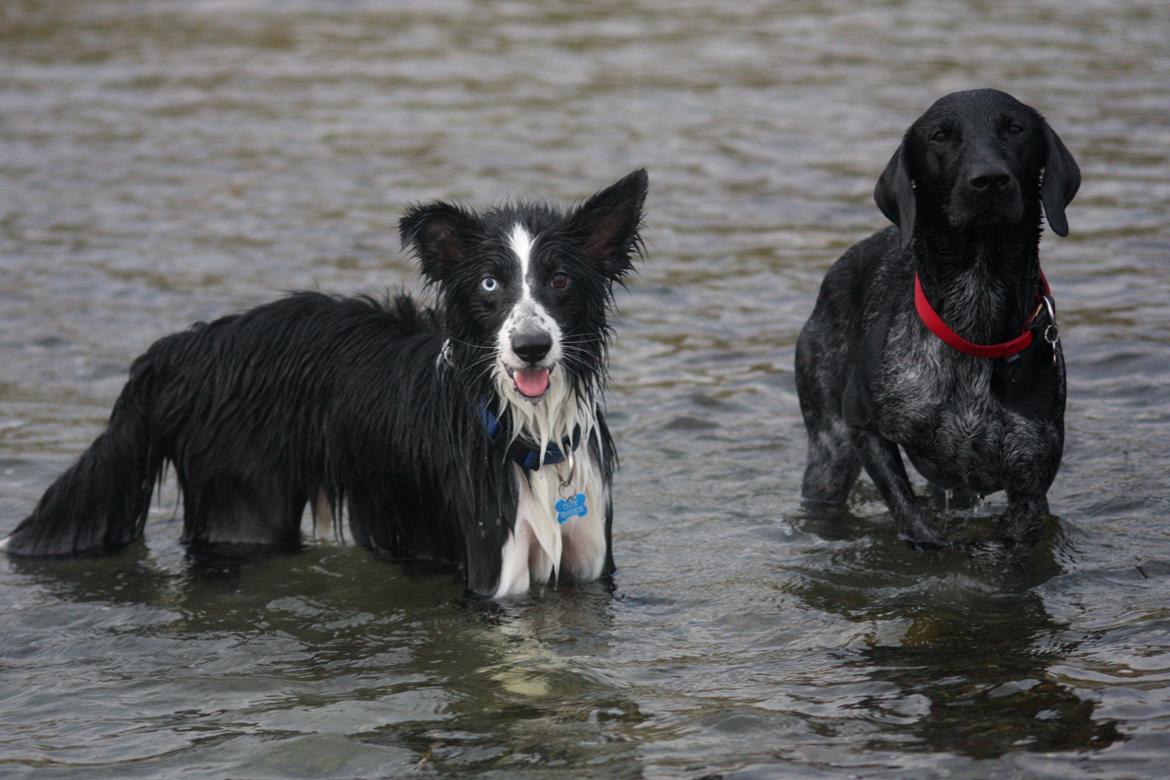 Border collie Celtic billede 15