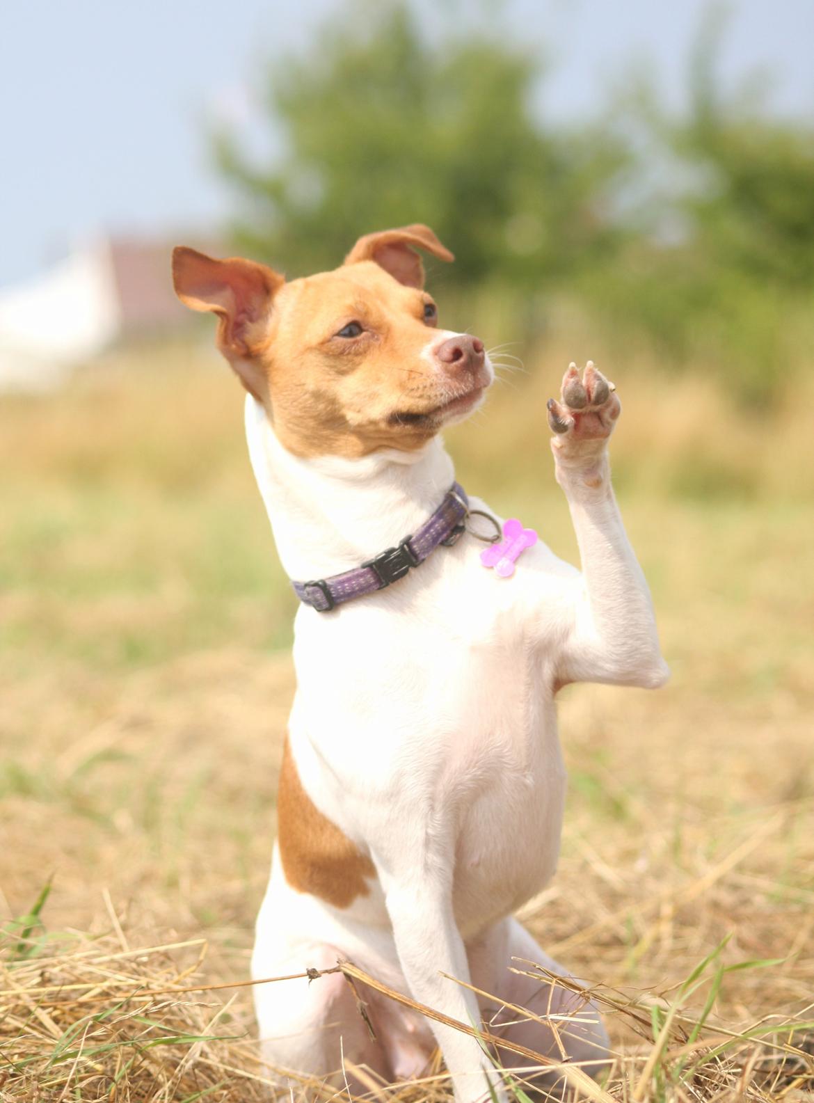Dansk svensk gaardhund Lulu billede 12