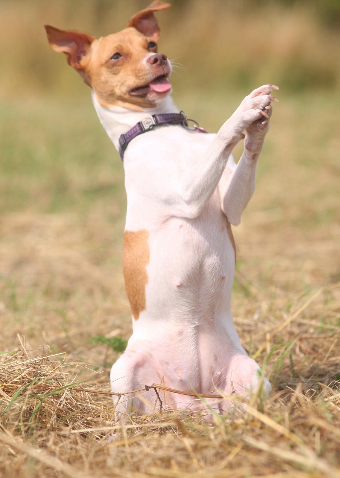 Dansk svensk gaardhund Lulu billede 13