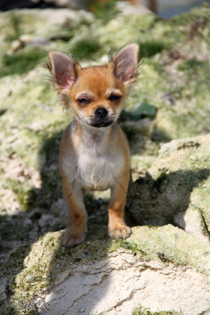 Chihuahua Frk Kvistes ~Estelle~ billede 9