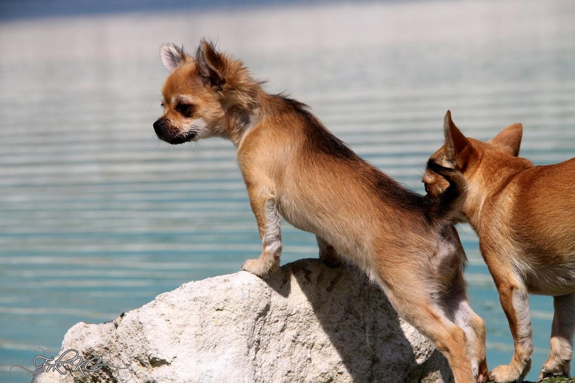 Chihuahua Frk Kvistes ~Estelle~ billede 8