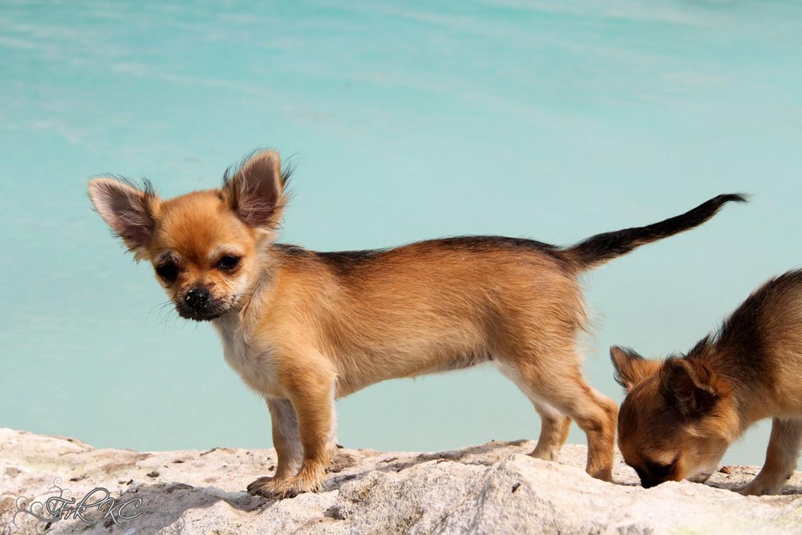 Chihuahua Frk Kvistes ~Estelle~ billede 6