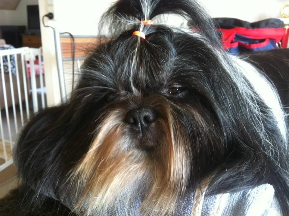 Shih tzu Flindt´s Born To Beauty (Bumle) - Juli 2013 billede 24