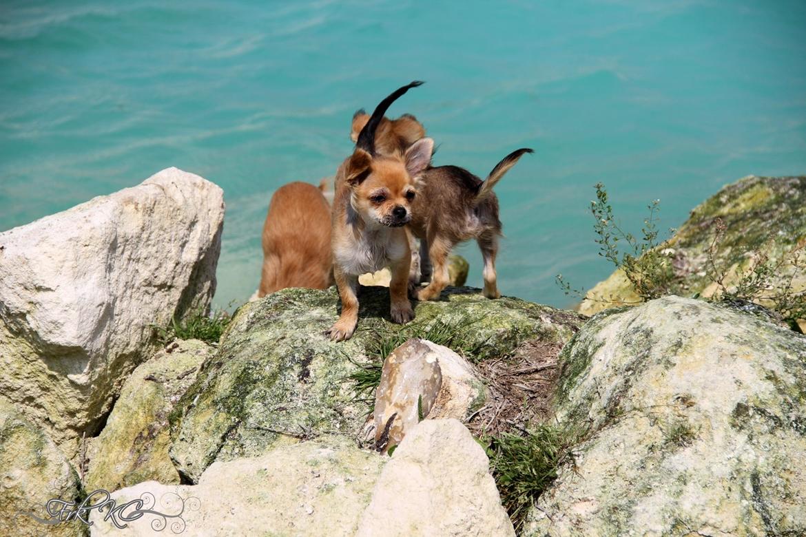 Chihuahua Frk Kvistes ~Estelle~ billede 7