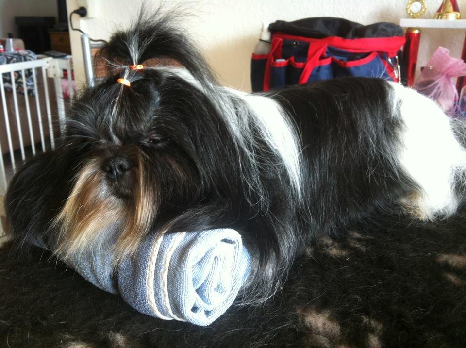 Shih tzu Flindt´s Born To Beauty (Bumle) - Juli 2013 billede 2