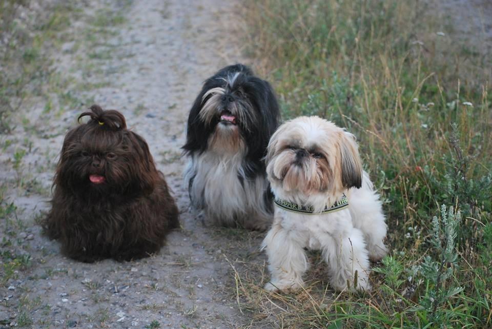 Shih tzu Flindt´s Born To Beauty (Bumle) - Juli 2013 billede 25