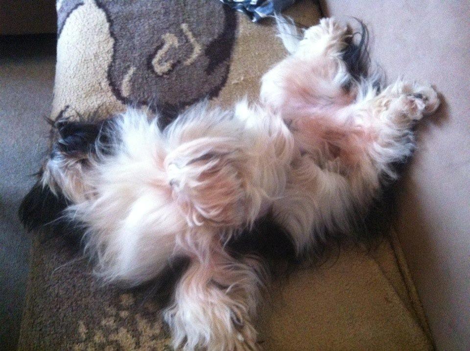 Shih tzu Flindt´s Born To Beauty (Bumle) - Juli 2013 billede 26