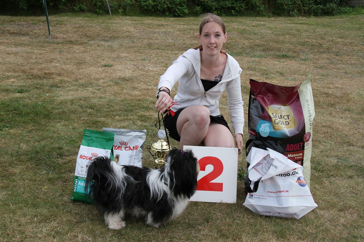 Shih tzu Flindt´s Born To Beauty (Bumle) - Juli 2013
Udstilling i DHL
Bumle vandt sin klasse & blev nr 2 i bedst in show  billede 27