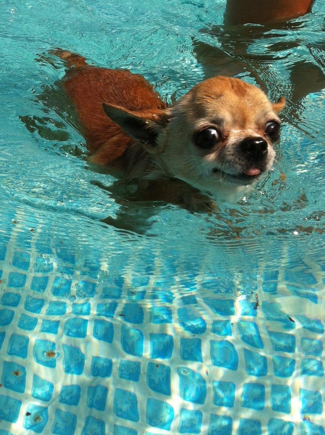 Chihuahua Frontrunners Ready To Play - Ready - Ude og svømme i badebassin:) første gang Ready har svømmet!:) billede 16