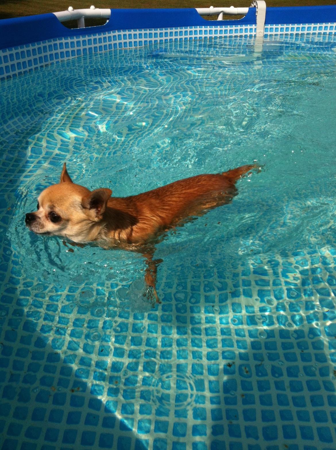 Chihuahua Frontrunners Ready To Play - Ready - Se, jeg kan svømme! billede 17