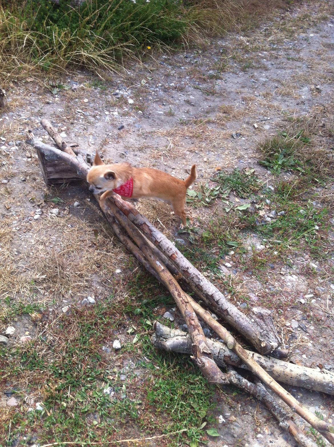 Chihuahua Frontrunners Ready To Play - Ready billede 18