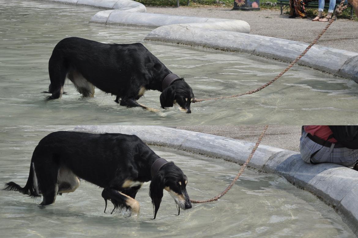 Saluki Kirman Arania billede 23