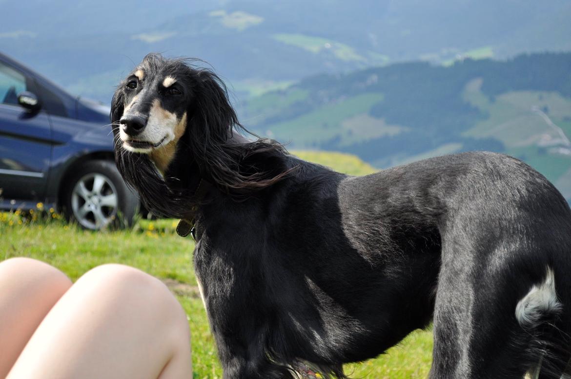 Saluki Kirman Arania billede 26