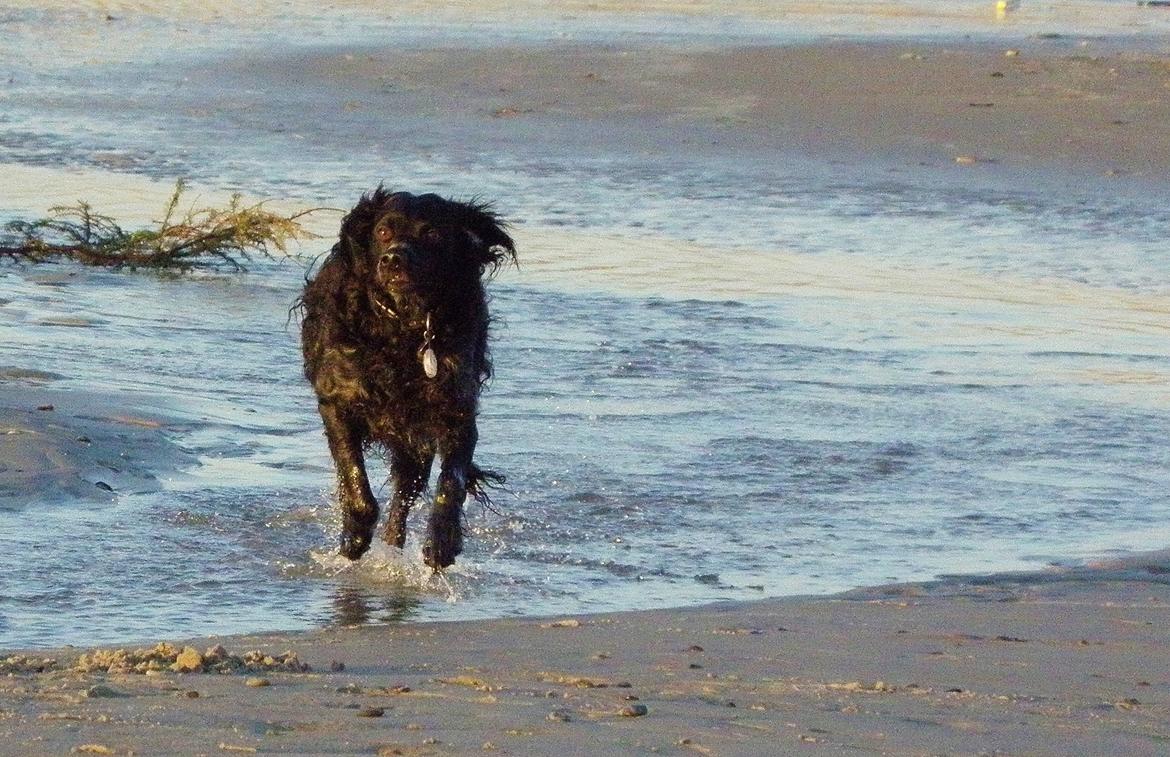 Breton Loke billede 22