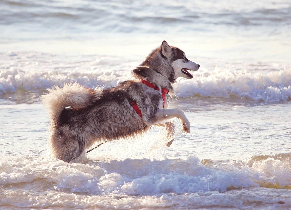 Blanding af racer Loke billede 2