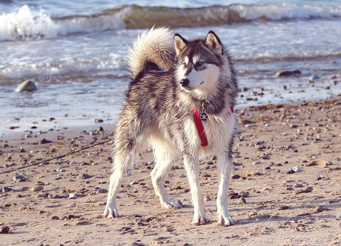 Blanding af racer Loke billede 1