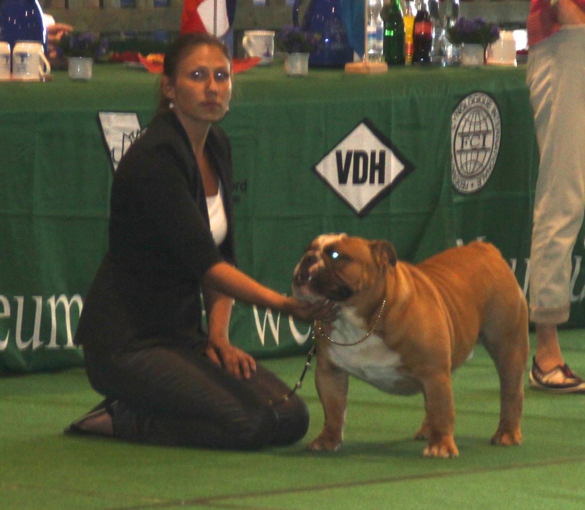 Engelsk bulldog Nobozz Maximus aka Maxi Børge - Da vi blev BIR med cert i Neumünster 2013. Første gang i tyskland. billede 17