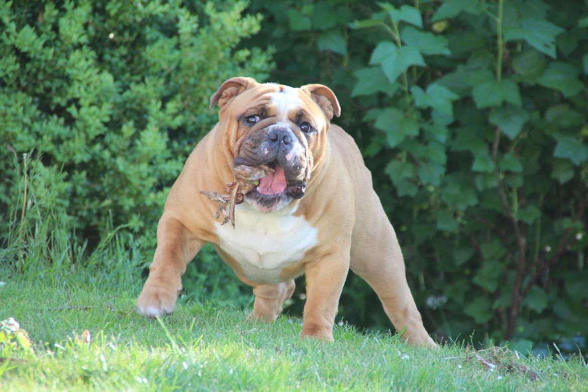 Engelsk bulldog Nobozz Maximus aka Maxi Børge billede 18