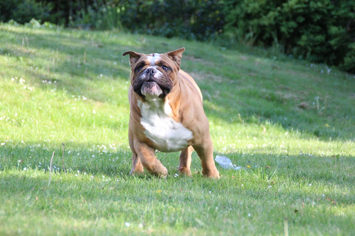 Engelsk bulldog Nobozz Maximus aka Maxi Børge billede 19
