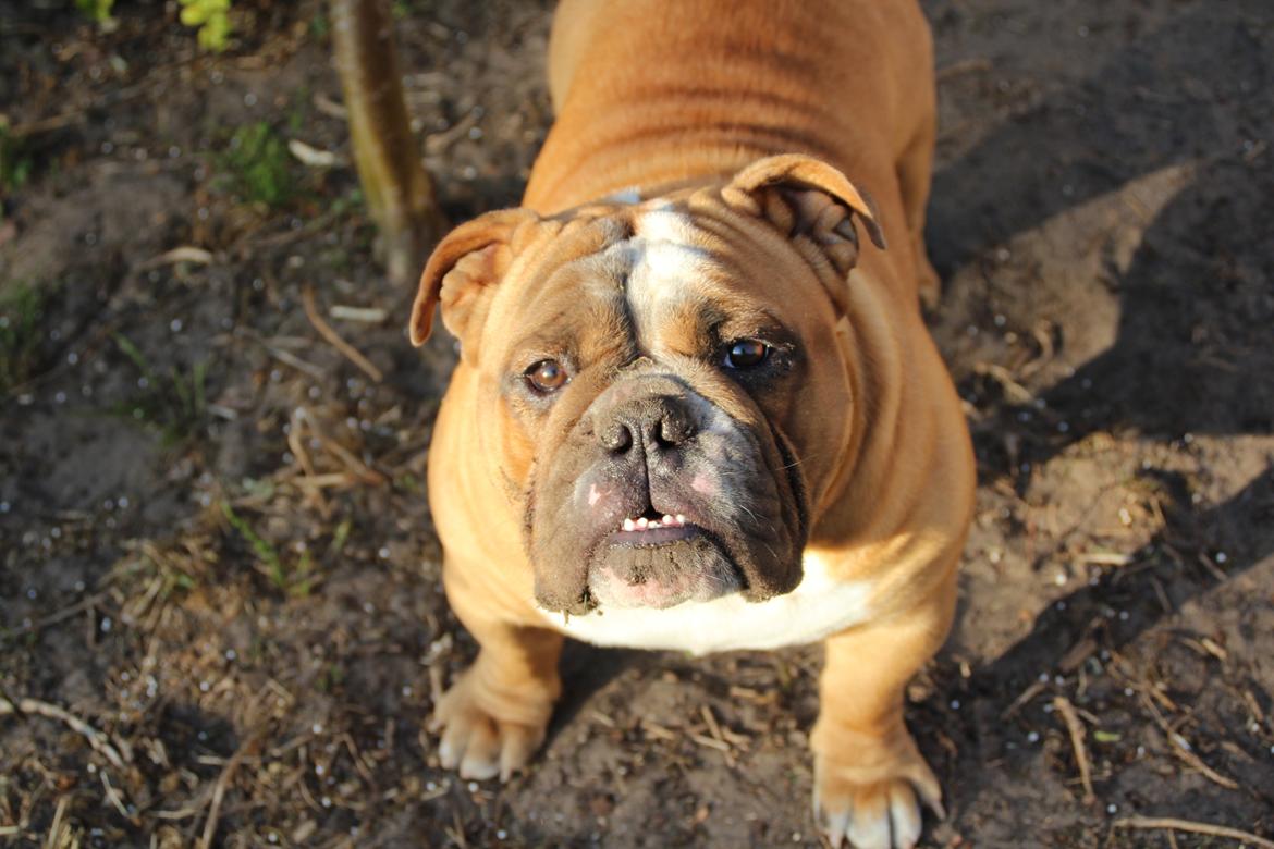 Engelsk bulldog Nobozz Maximus aka Maxi Børge billede 20