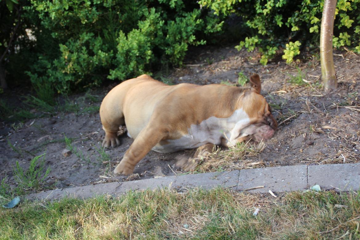 Engelsk bulldog Nobozz Maximus aka Maxi Børge - Vi graver ikke i haven, vi roder rundt billede 21