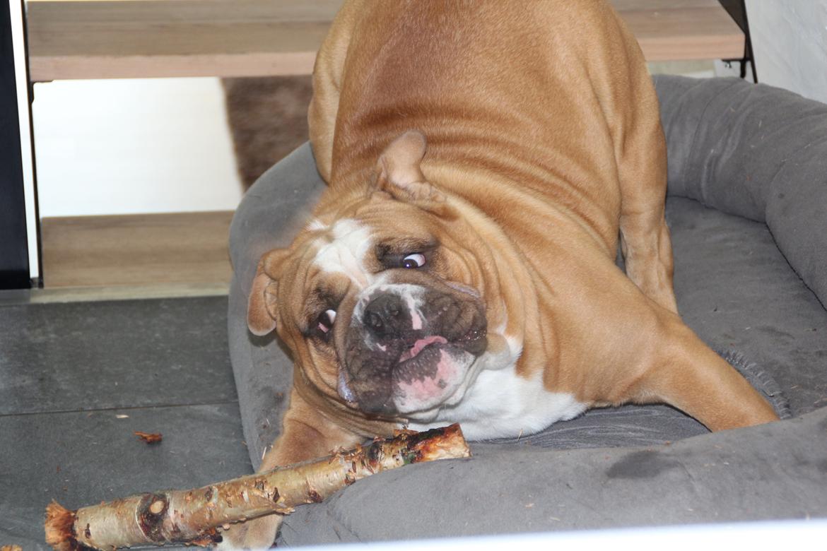 Engelsk bulldog Nobozz Maximus aka Maxi Børge - Jeg er yndefuld... billede 22