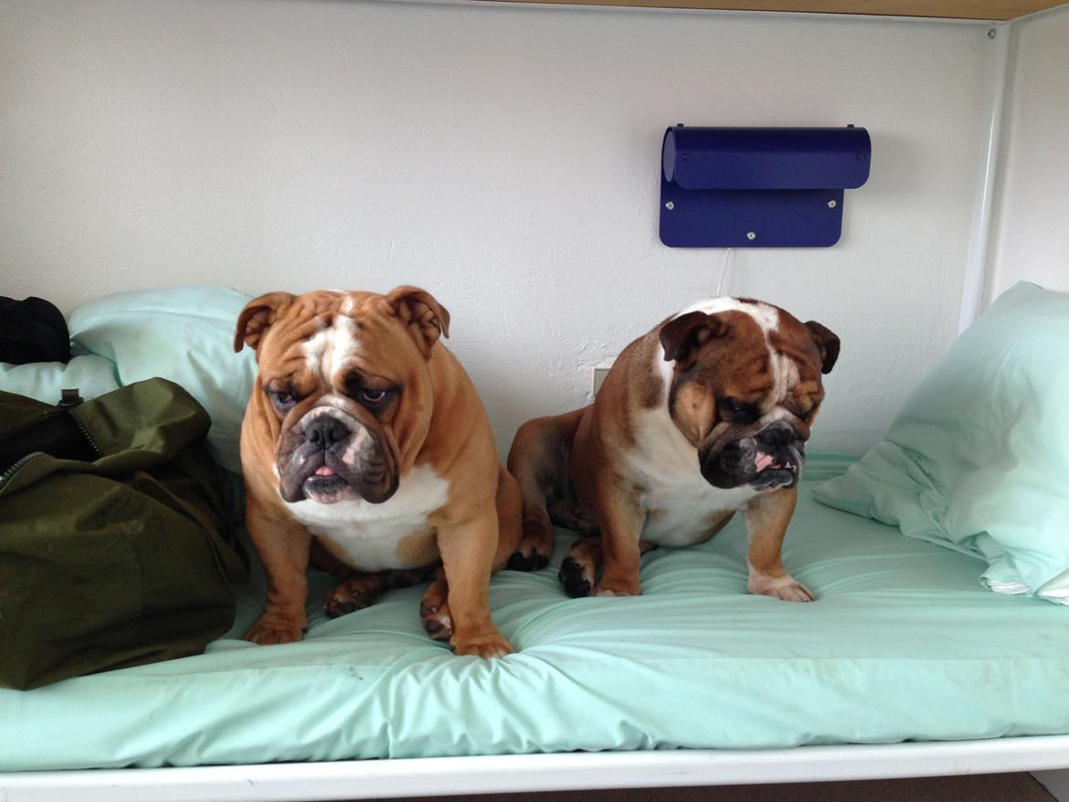 Engelsk bulldog Nobozz Maximus aka Maxi Børge - Træt træt træt... billede 23