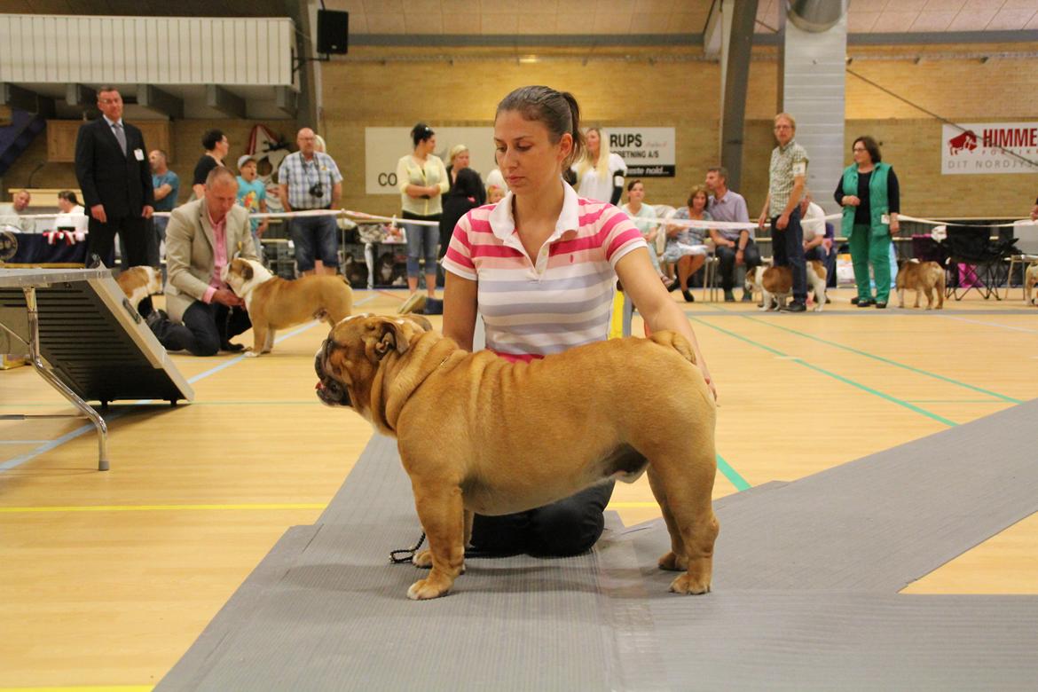 Engelsk bulldog Nobozz Maximus aka Maxi Børge billede 24