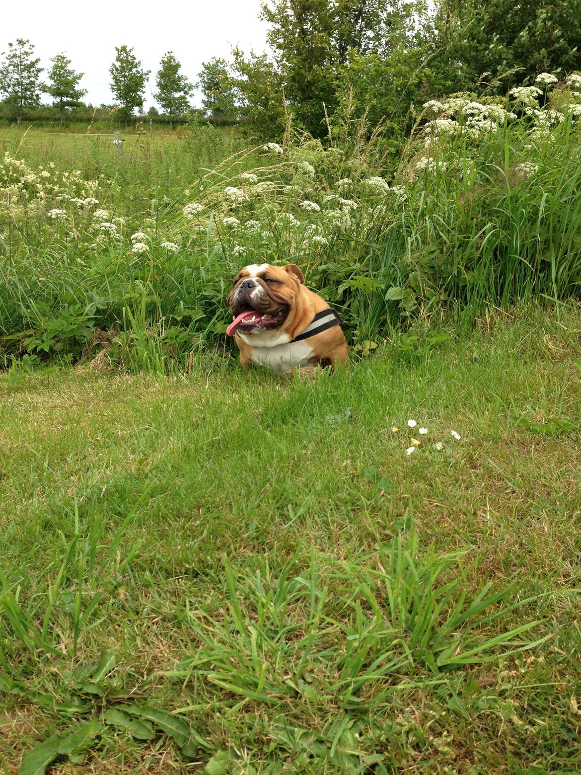 Engelsk bulldog Nobozz Maximus aka Maxi Børge billede 25