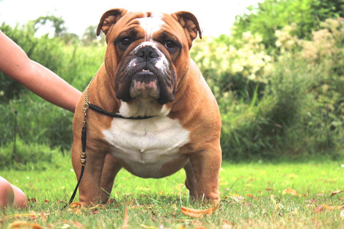 Engelsk bulldog Nobozz Maximus aka Maxi Børge - 1 år gammel billede 26
