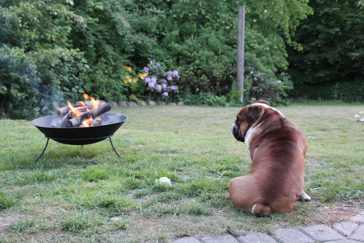 Engelsk bulldog Glory Hunter Kinibox aka Jørgen Jensen billede 14