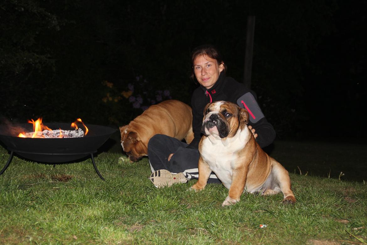 Engelsk bulldog Glory Hunter Kinibox aka Jørgen Jensen billede 15