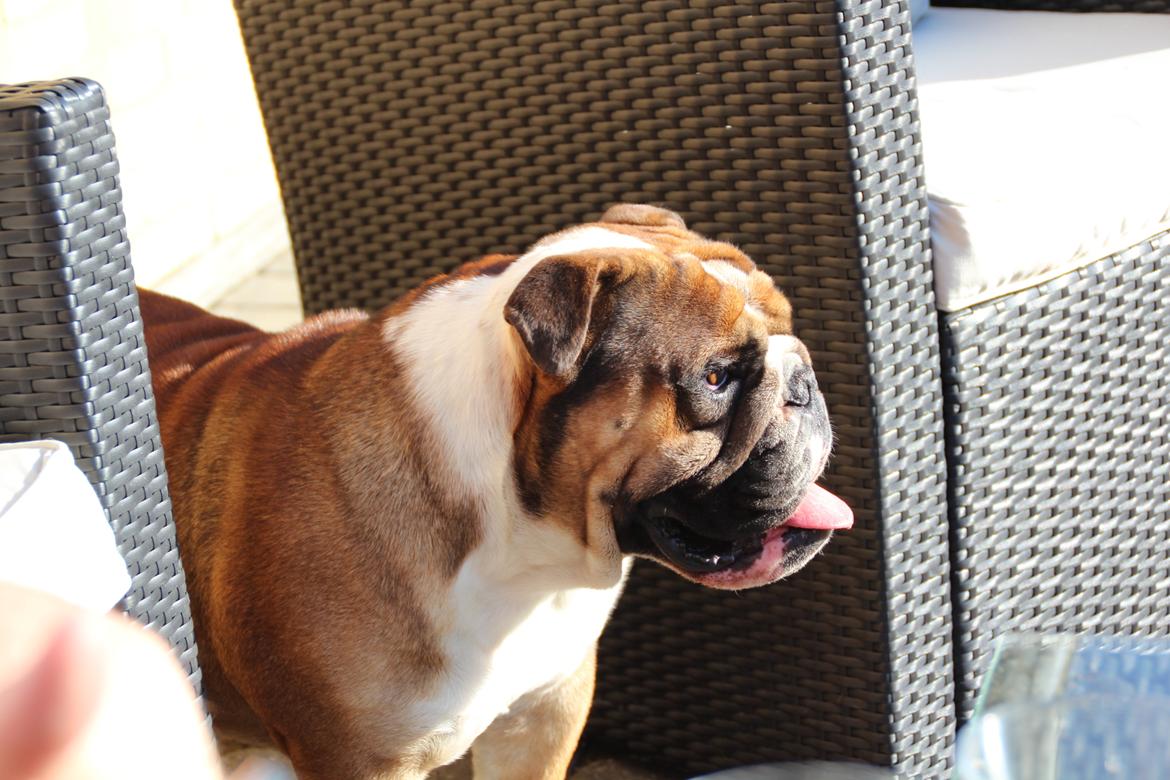 Engelsk bulldog Glory Hunter Kinibox aka Jørgen Jensen billede 16