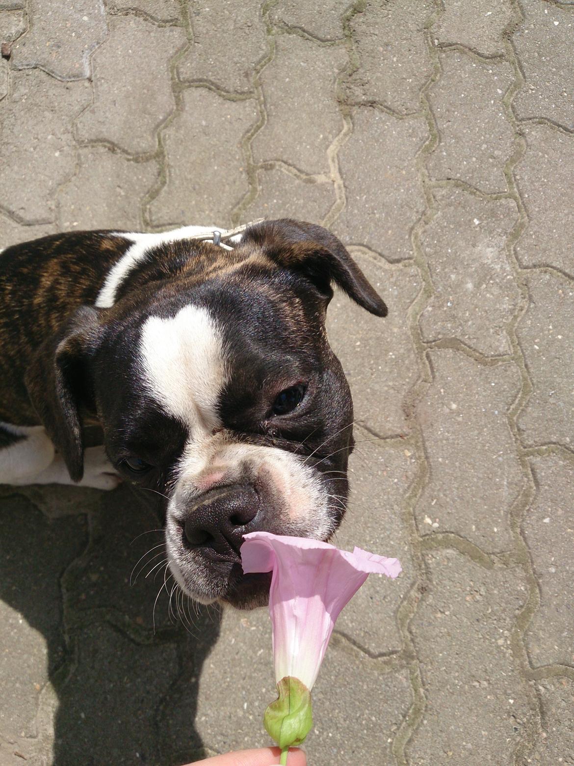 Blanding af racer Alma    (Frengle) billede 10