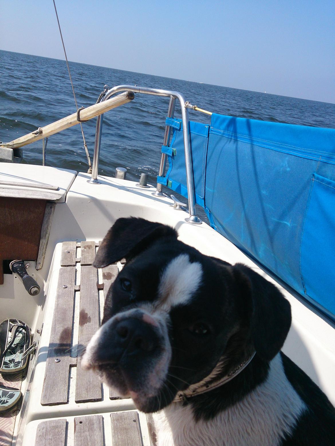 Blanding af racer Alma    (Frengle) billede 11